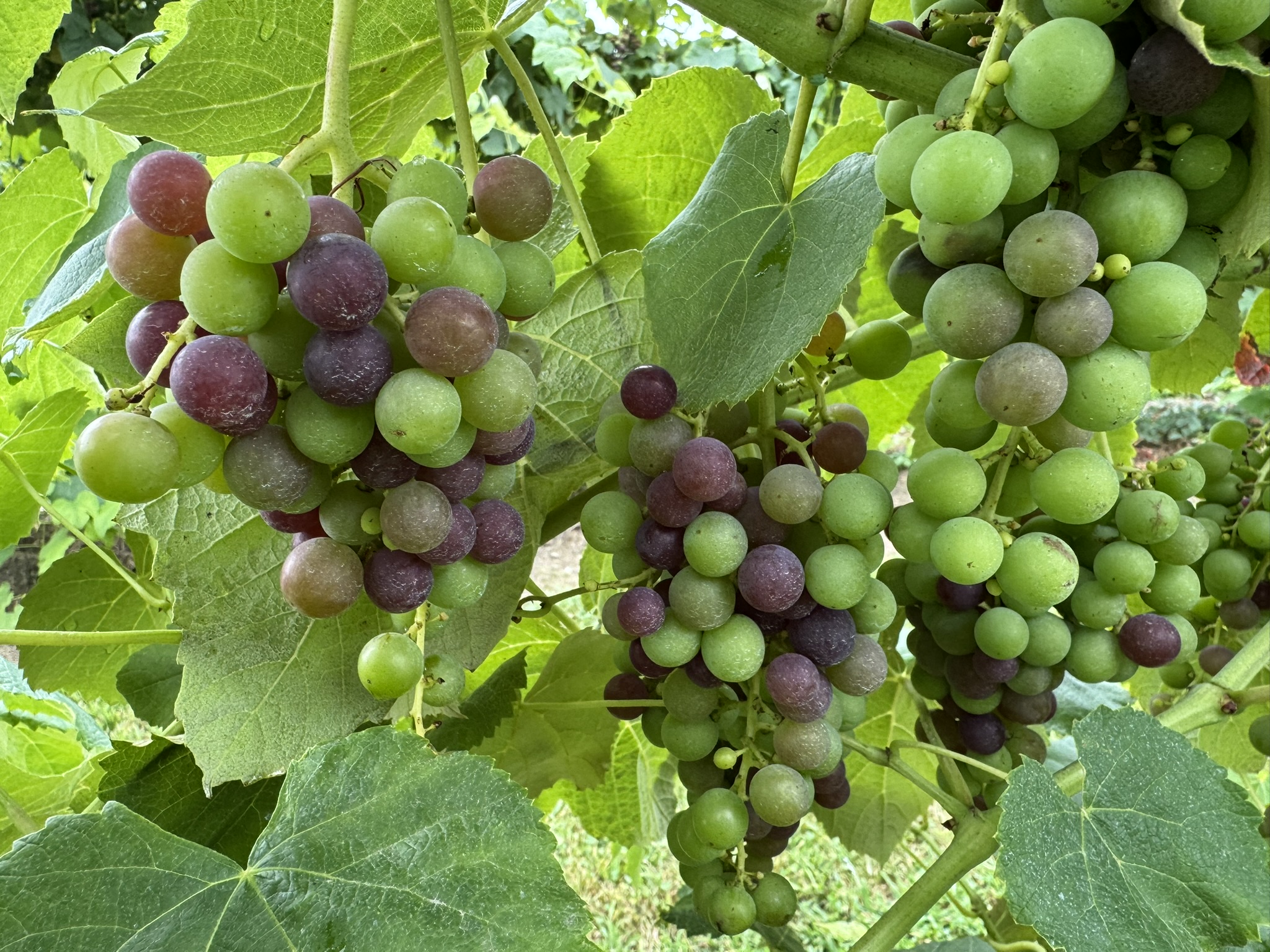 Canadice grapes hanging from a limb.